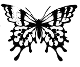 Der Schmetterling - Keltisches Tierzeichen 🥇
