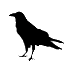 Der Falke - Totem Tiersymbol 🥇