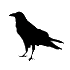 Der Specht - Totem Tiersymbol 🥇