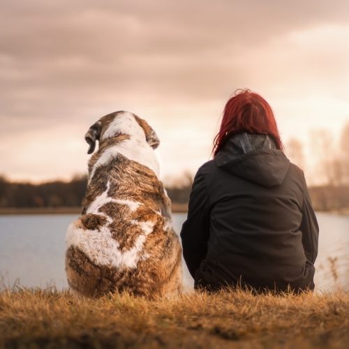 Euthanasie-Sterbehilfe-fur-geliebte-Haustiere